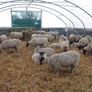 Polytunnels Kenmare Image 4