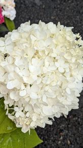 Hydrangea Polar Bear