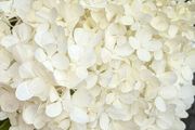 Hydrangea Polar Bear