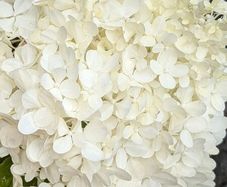 Hydrangea Polar Bear