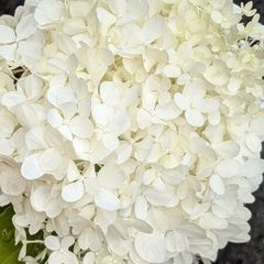 Hydrangea Polar Bear