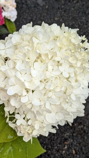 Hydrangea Polar Bear