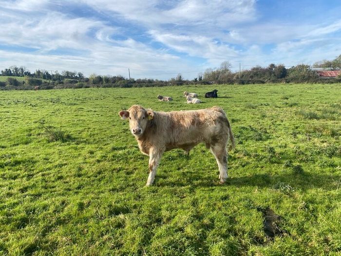 Organic weanlings Elphin Mart