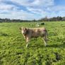 Organic weanlings Elphin Mart Image 8