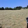 Hay for sale Image 2