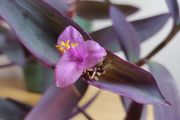 Tradescantia pallida purple jew plant in green ceramic pot
