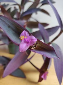 Tradescantia pallida purple jew plant in green ceramic pot