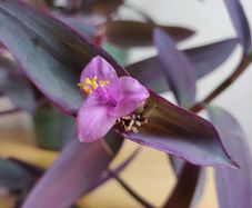 Tradescantia pallida purple jew plant in green ceramic pot