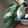 On hold No.6 Philodendron Red Anderson Image 2