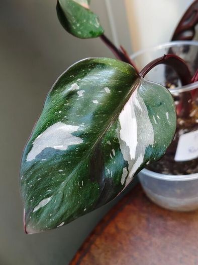 On hold No.6 Philodendron Red Anderson