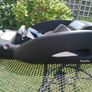 Maxi-cosi Car Seat & Isofix Image 3