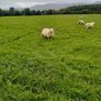 Belclare x and Texel x ewe lambs Image 5