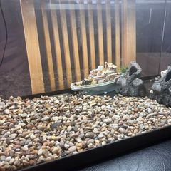 Fish tank