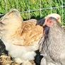 Pekins Image 4