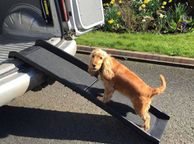 main image for ad Dog Ramp