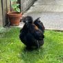 Black Silky Rooster Image 2