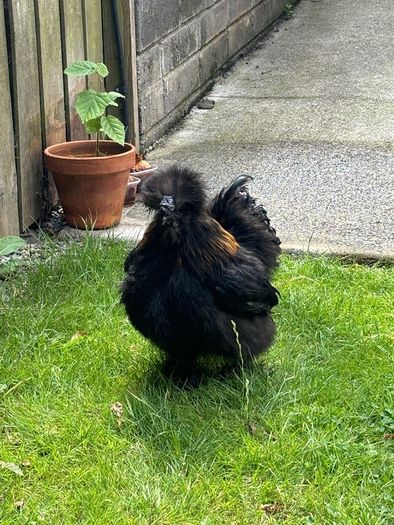 Black Silky Rooster