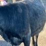 Heifers Image 5