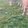 Pedigree Charolais Heifer Image 2