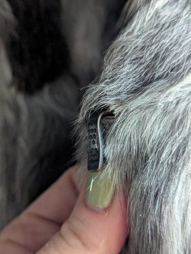 Mid real fur silver coat