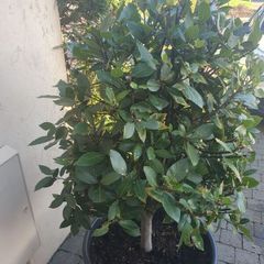 beautiful bay tree