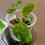 Philodendron Green Congo Hybrid ( Nuclear) Image 5