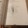 Deep Tissue Massage: A Visual Guide to Techniques Image 6