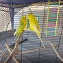 budgies Image 2