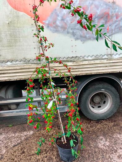 Cotton hybrid Pendula