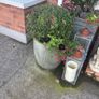 2 buxus one large one small established 4 years Image 5