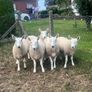 Sheep Cheviot ewe lambs Image 8