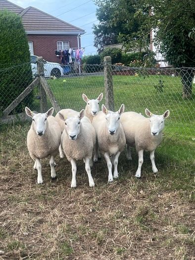 Sheep Cheviot ewe lambs