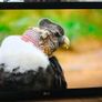 LG 42inch TV Image 3