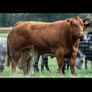 Show cattle - In Calf and Maiden Heifer sale Image 7