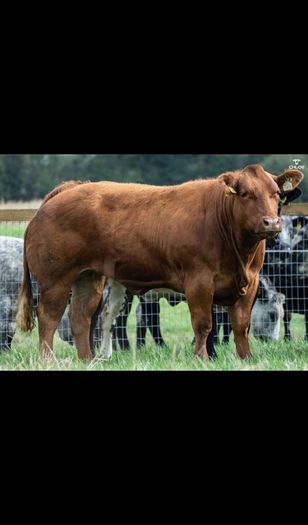 Show cattle - In Calf and Maiden Heifer sale