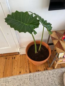 large elephants ear plant in pot