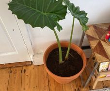 large elephants ear plant in pot