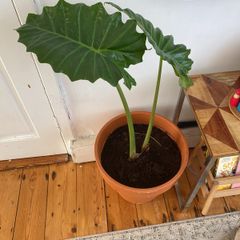 large elephants ear plant in pot