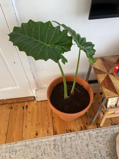 large elephants ear plant in pot