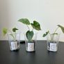 Alocasia silver dragon pups for sale Image 4