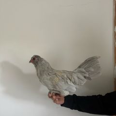Rooster