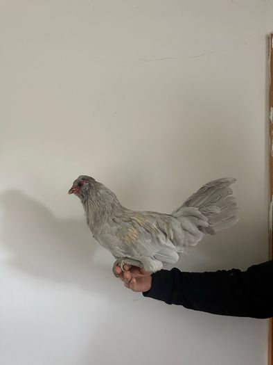 Rooster