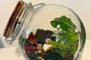 Star Wars BB-8 Living Closed Terrarium
