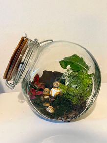 Star Wars BB-8 Living Closed Terrarium