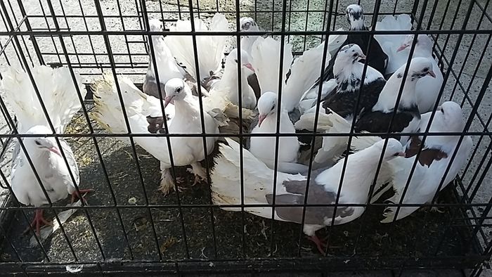 poultry, pullets, Hens,