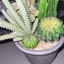 Cactus plants artificial potted Image 5