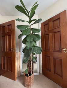 Real plant