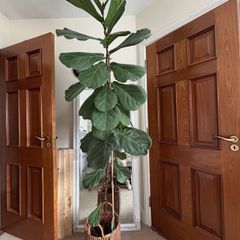 Real plant