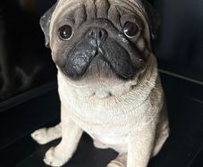 Vintage Pug Statue