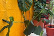 indoor plants
